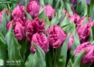 Tulipa Parrot Prince ® (3)